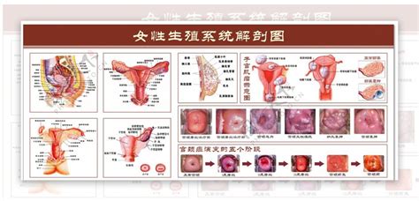 女人的生殖器|生殖系统 